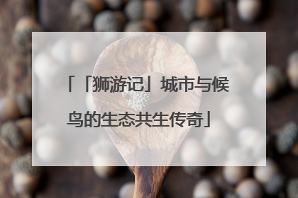 「狮游记」城市与候鸟的生态共生传奇