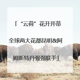 “云荷”花开并蒂 全球两大花都昆明&阿姆斯特丹强强联手