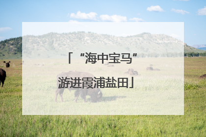“海中宝马”游进霞浦盐田