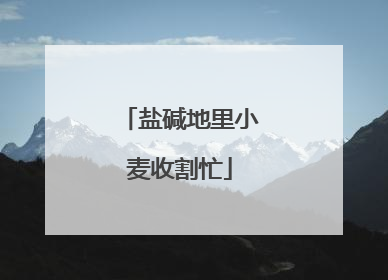 盐碱地里小麦收割忙