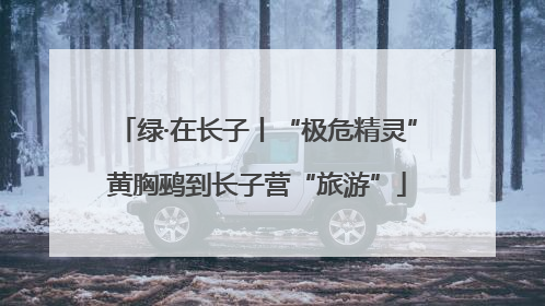 绿·在长子丨“极危精灵”黄胸鹀到长子营“旅游”