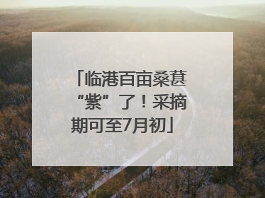 临港百亩桑葚“紫”了！采摘期可至7月初