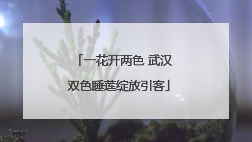 一花开两色 武汉双色睡莲绽放引客