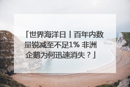 世界海洋日丨百年内数量锐减至不足1% 非洲企鹅为何迅速消失？
