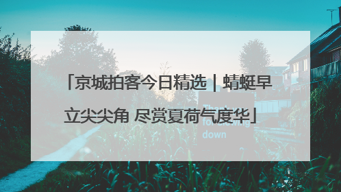 京城拍客今日精选｜蜻蜓早立尖尖角 尽赏夏荷气度华