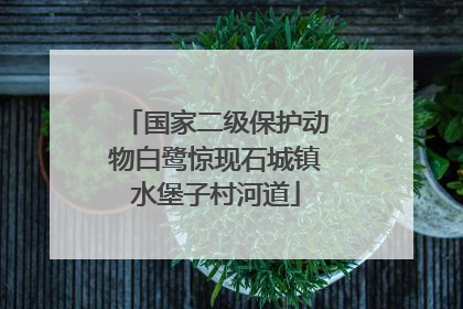 国家二级保护动物白鹭惊现石城镇水堡子村河道
