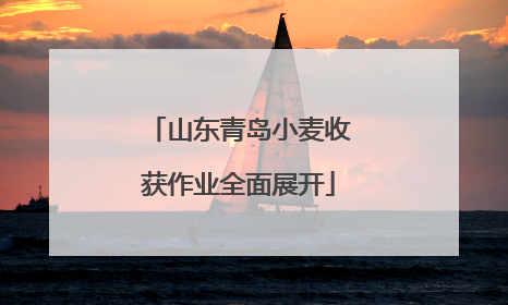 山东青岛小麦收获作业全面展开