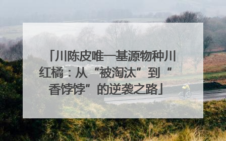 川陈皮唯一基源物种川红橘：从“被淘汰”到“香饽饽”的逆袭之路
