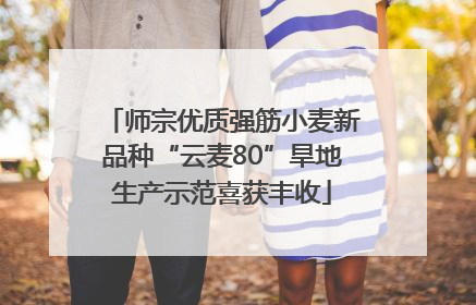 师宗优质强筋小麦新品种“云麦80”旱地生产示范喜获丰收