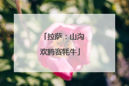拉萨：山沟欢腾赛牦牛