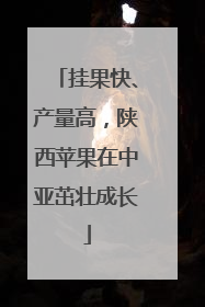 挂果快、产量高，陕西苹果在中亚茁壮成长