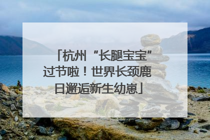 杭州“长腿宝宝”过节啦！世界长颈鹿日邂逅新生幼崽