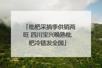 枇杷采摘季供销两旺 四川宝兴晚熟枇杷冷链发全国