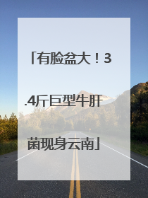 有脸盆大！3.4斤巨型牛肝菌现身云南