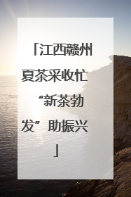 江西赣州夏茶采收忙 “新茶勃发”助振兴