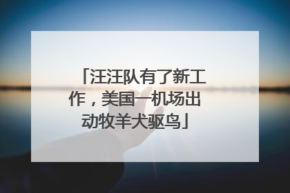 汪汪队有了新工作，美国一机场出动牧羊犬驱鸟