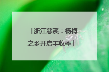 浙江慈溪：杨梅之乡开启丰收季