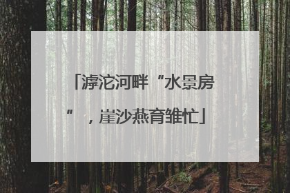 滹沱河畔“水景房”，崖沙燕育雏忙