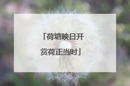 荷塘映日开 赏荷正当时