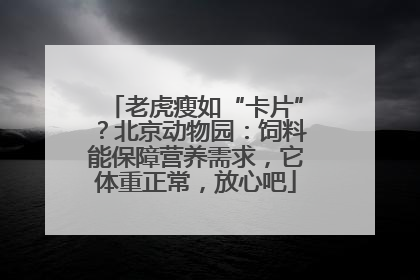 老虎瘦如“卡片”？北京动物园：饲料能保障营养需求，它体重正常，放心吧