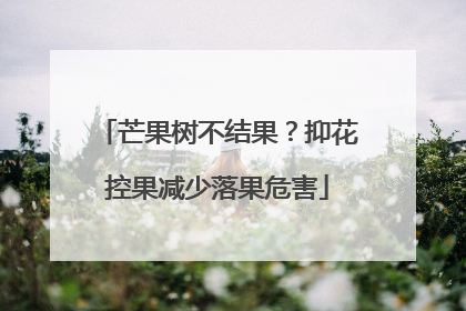 芒果树不结果？抑花控果减少落果危害
