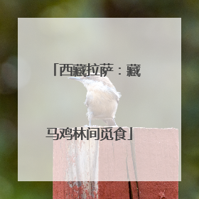 西藏拉萨：藏马鸡林间觅食