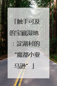 触手可及的宝藏湿地：淀湖村的“魔都小亚马逊”