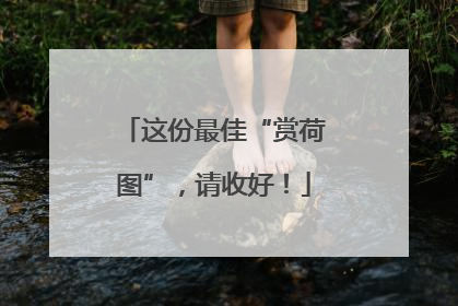 这份最佳“赏荷图”，请收好！