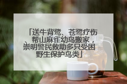 送牛背鹭、苍鹭疗伤、帮山麻雀幼鸟搬家，崇明警民救助多只受困野生保护鸟类