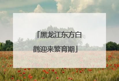 黑龙江东方白鹳迎来繁育期