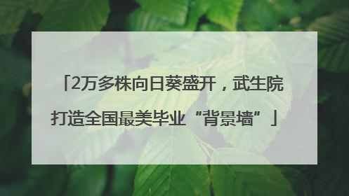 2万多株向日葵盛开，武生院打造全国最美毕业“背景墙”